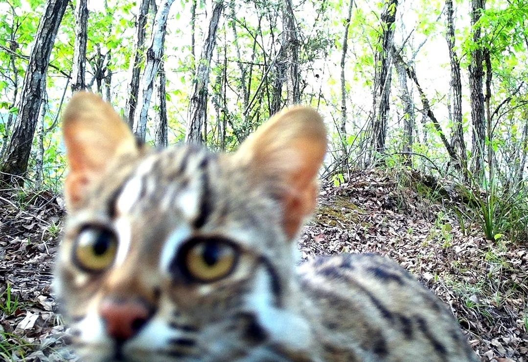 红外相机捕捉到豹猫卖萌日常 堵河源再添国家二级保护动物