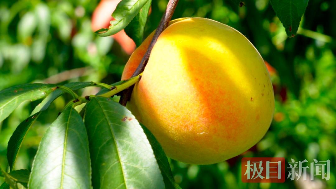 甜蜜经济升级，孝昌品桃会合作签约1.6亿元