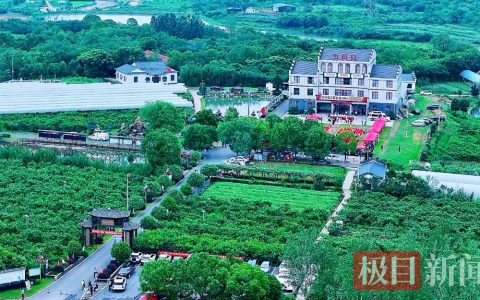 “桃花源”里赛桃，孝昌品桃会决出“桃王”