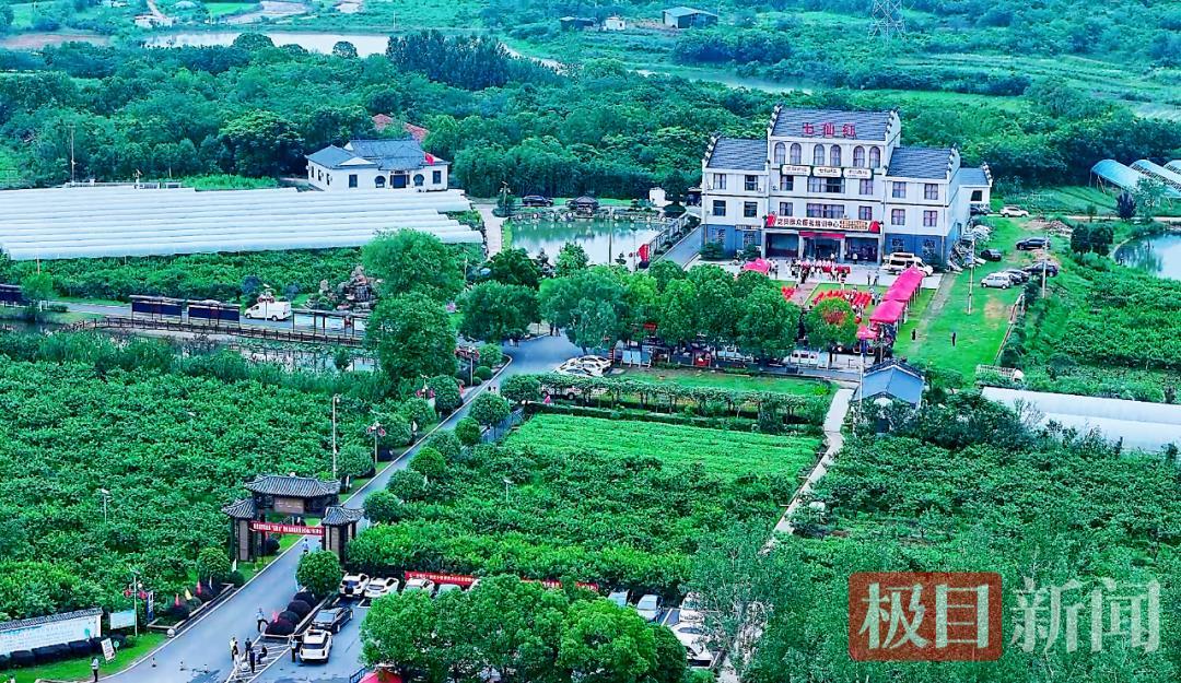 “桃花源”里赛桃，孝昌品桃会决出“桃王”