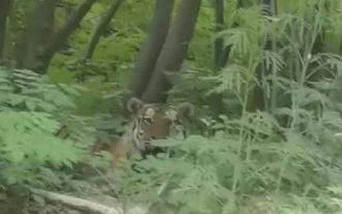 吉林延边男子自驾偶遇东北虎与其对望，当地林业局：系邻近区域外溢而来
