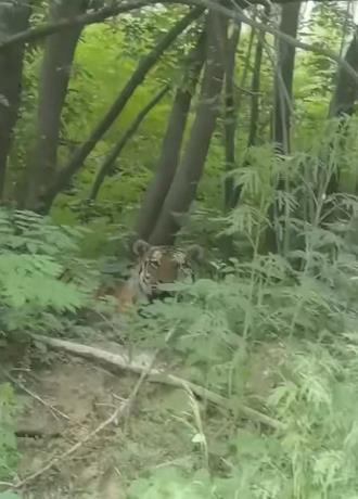 吉林延边男子自驾偶遇东北虎与其对望，当地林业局：系邻近区域外溢而来