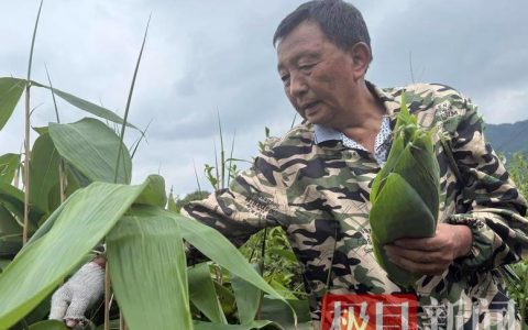 小粽叶变身“黄金叶”，撬动2200万大产业，老人日赚超百元