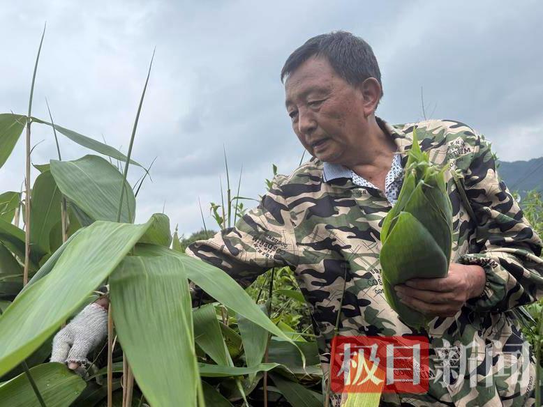 小粽叶变身“黄金叶”，撬动2200万大产业，老人日赚超百元