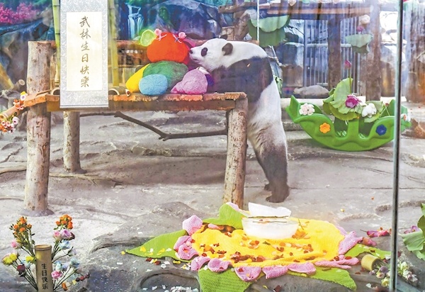 吃蛋糕 撸串串 大熊猫“武林”6岁了