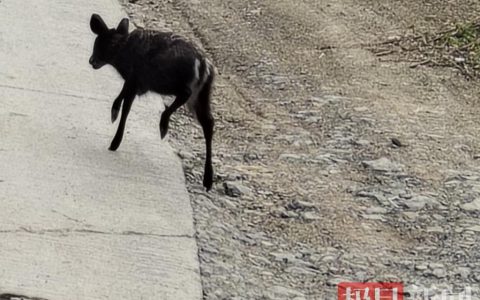 珍稀毛冠鹿频现，见证自然生态之美