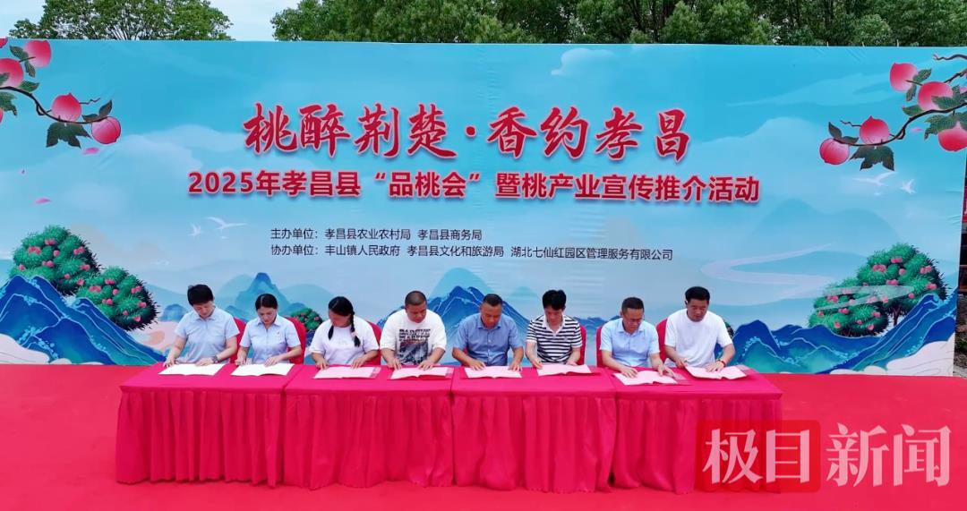 甜蜜经济升级，孝昌品桃会合作签约1.6亿元