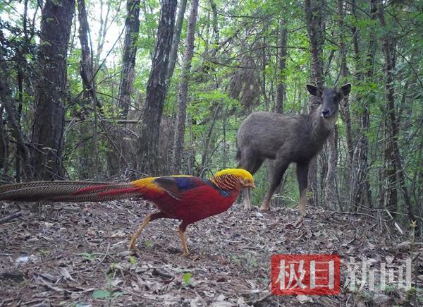 北纬 31° 秘境曝光！湖北堵河源的巡护员，每天都在和黑熊 "对话"