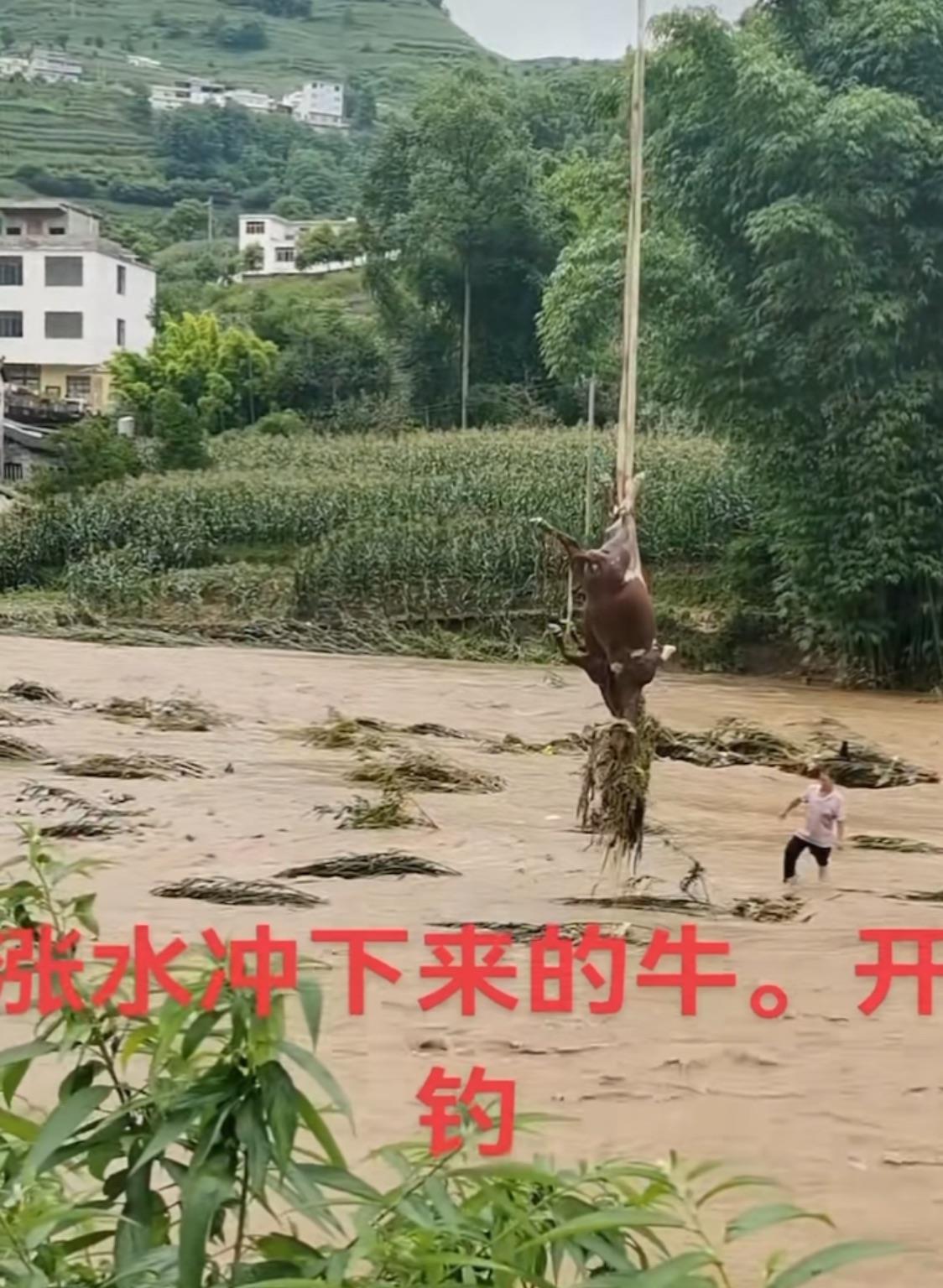 云南镇雄一地涨水两头牛被困河中央，牛主人请来吊机师傅将它们救起
