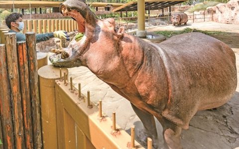 吹空调、吃西瓜、抱冰块 动物避暑有“凉方”