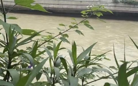 成都暴雨中一老人手持渔网落入锦江后被冲走，当地：他当时在江边捡垃圾