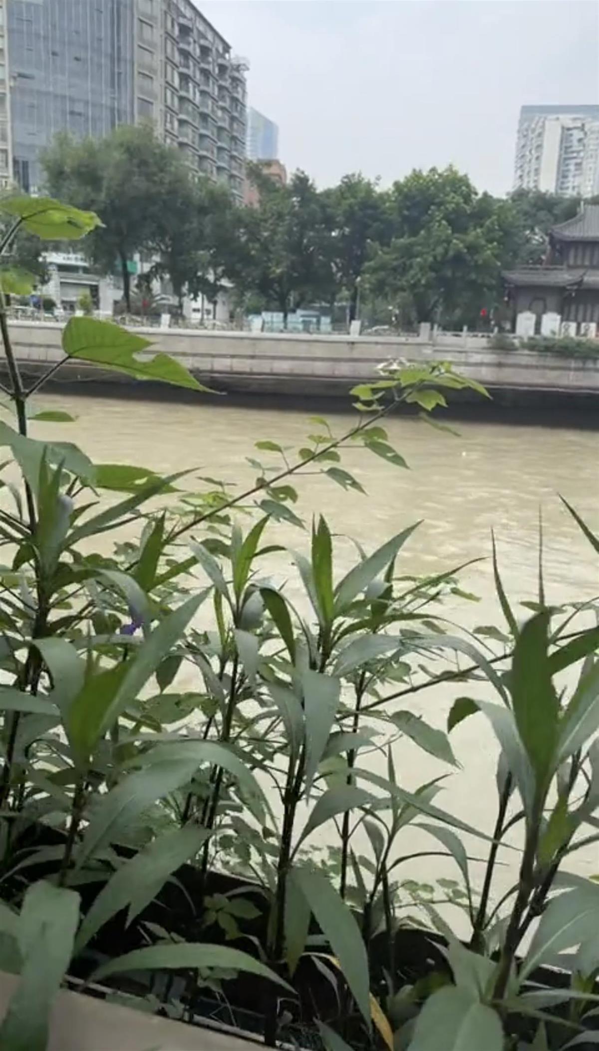 成都暴雨中一老人手持渔网落入锦江后被冲走，当地：他当时在江边捡垃圾