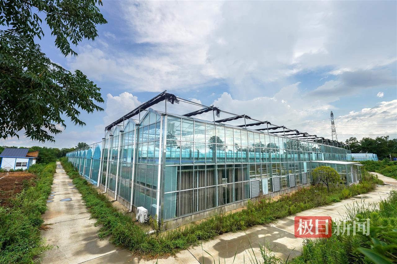 寻找返乡创业星|授人以渔启明星:反哺家乡是每个归来游子最大的心愿