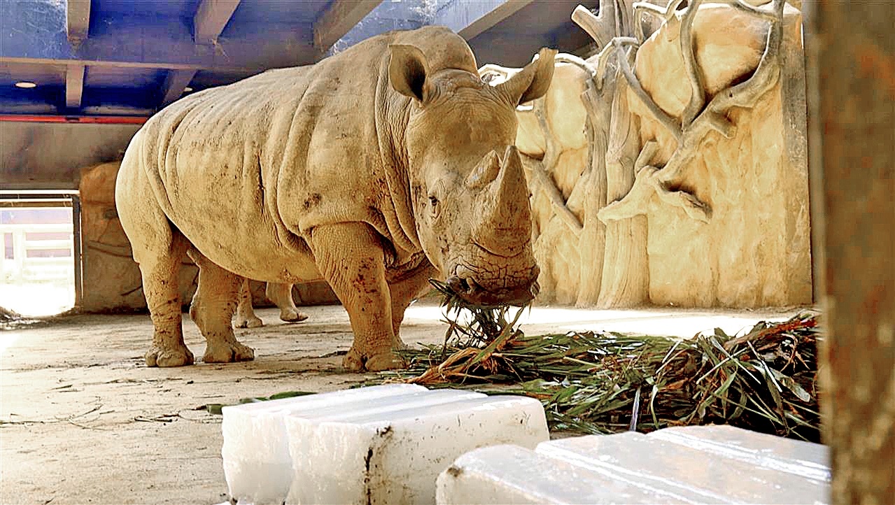 犀牛黑熊蹭冰块  东北虎企鹅吹空调 武汉动物园动物家族享清凉一夏