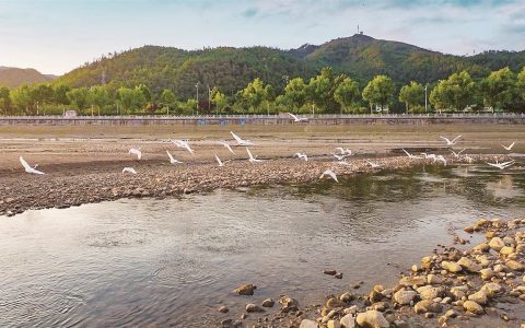 郧西天河之畔鹭影蹁跹