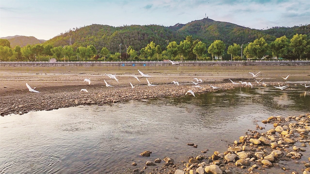 郧西天河之畔鹭影蹁跹