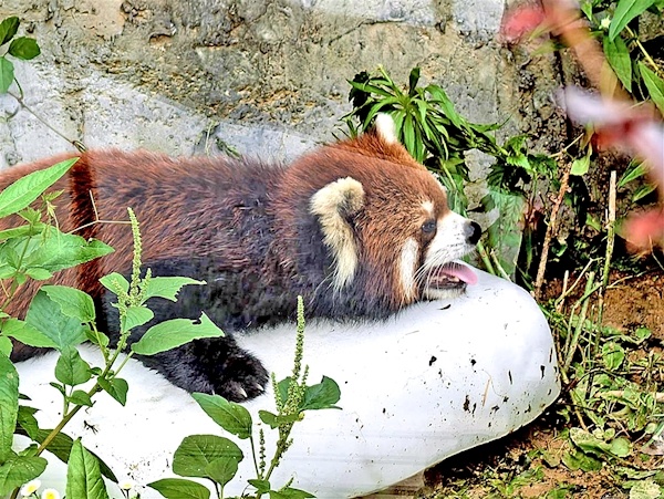 犀牛黑熊蹭冰块  东北虎企鹅吹空调 武汉动物园动物家族享清凉一夏