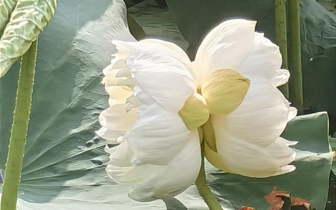 这株出现概率为十万分之一的花开了！青山区罕见并蒂莲今日完美绽放