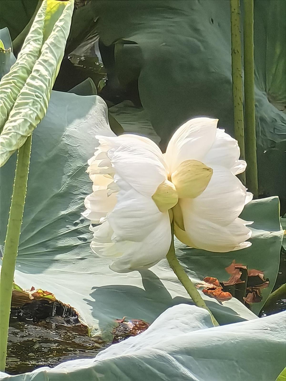 这株出现概率为十万分之一的花开了！青山区罕见并蒂莲今日完美绽放