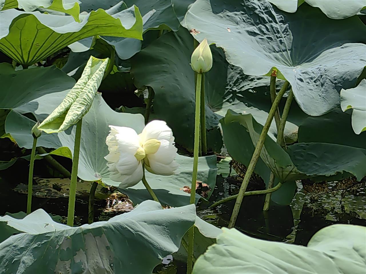 这株出现概率为十万分之一的花开了！青山区罕见并蒂莲今日完美绽放