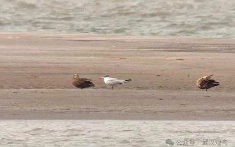 一年难见一次！世界最大燕鸥光临武汉天兴洲