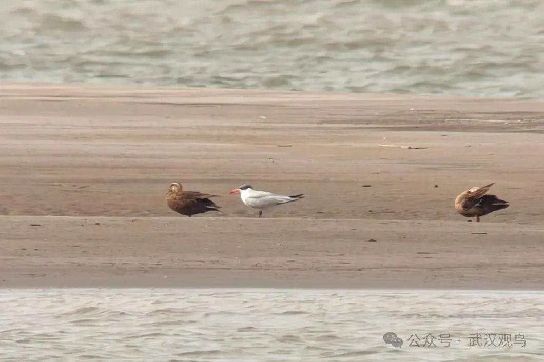 一年难见一次！世界最大燕鸥光临武汉天兴洲