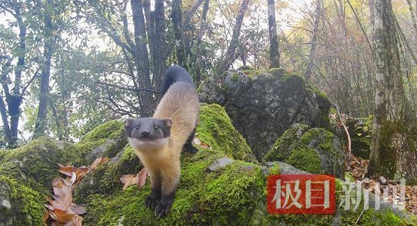 北纬 31° 秘境曝光！湖北堵河源的巡护员，每天都在和黑熊 "对话"