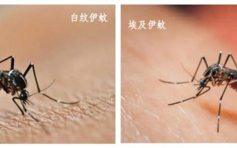 基孔肯雅热累计确诊超3000例，武汉情况如何？武汉疾控再提醒