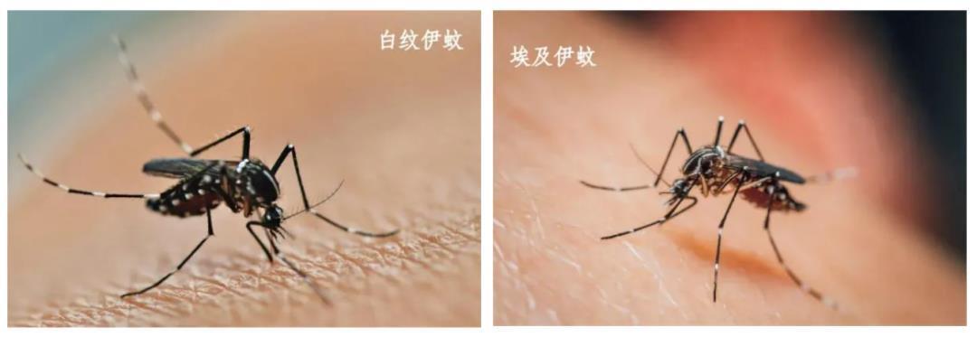 基孔肯雅热累计确诊超3000例，武汉情况如何？武汉疾控再提醒