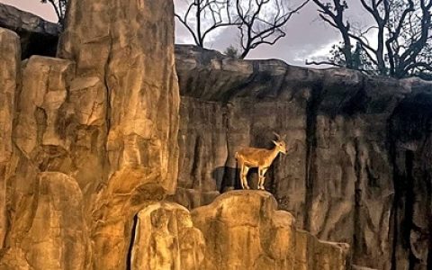 武汉动物园上演“夕游记”小朋友观看夜版动物世界