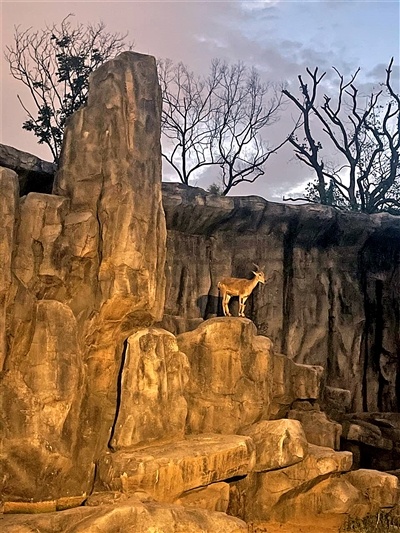 武汉动物园上演“夕游记”小朋友观看夜版动物世界