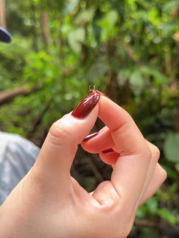 演员张馨予到西双版纳旅游时生吃蚂蚁，网友疑惑“能吃吗”，专家：有人用它做菜肴