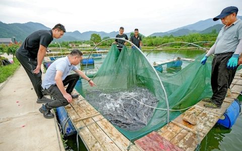 用一条鱼带活一个村 大山农家郎“点泉成金”