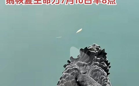 黑天鹅宝宝疑被不明物体击中受伤，济南大明湖景区：伤口已止血，或因人为