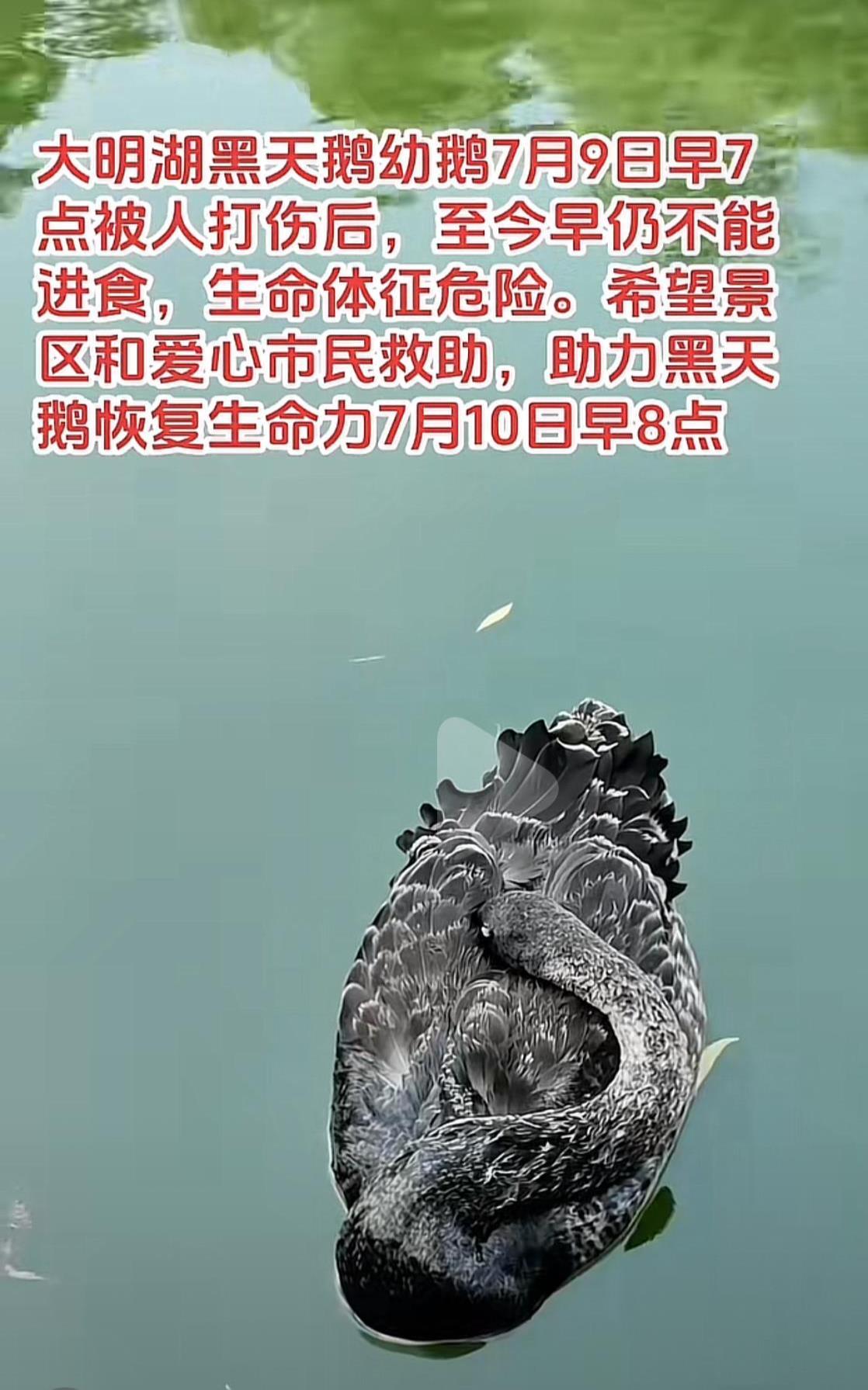 黑天鹅宝宝疑被不明物体击中受伤，济南大明湖景区：伤口已止血，或因人为