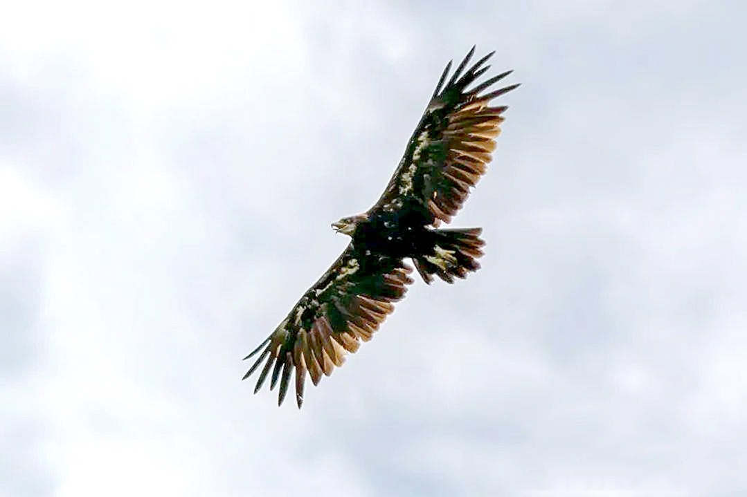 首次在火热的夏季出现 一只身穿“羽绒服”的乌雕来汉
