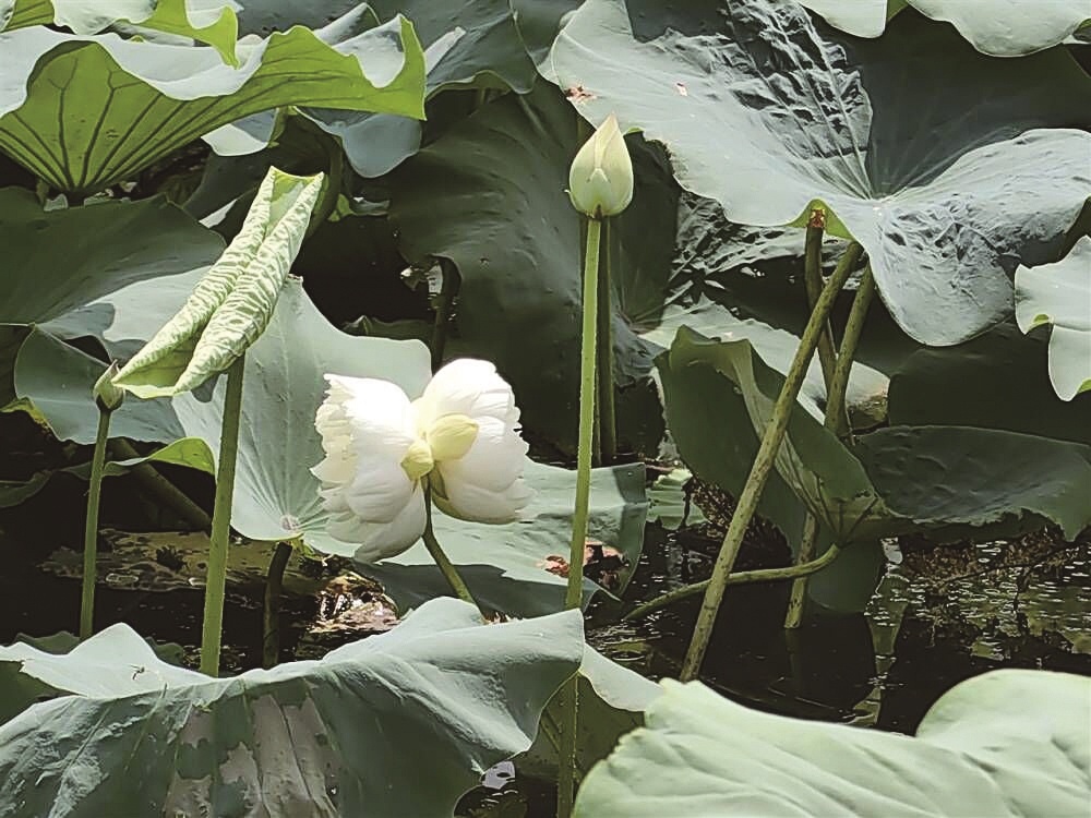 出现概率十万分之一 并蒂莲开