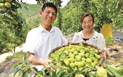 脆李压弯枝，竹山果农笑了