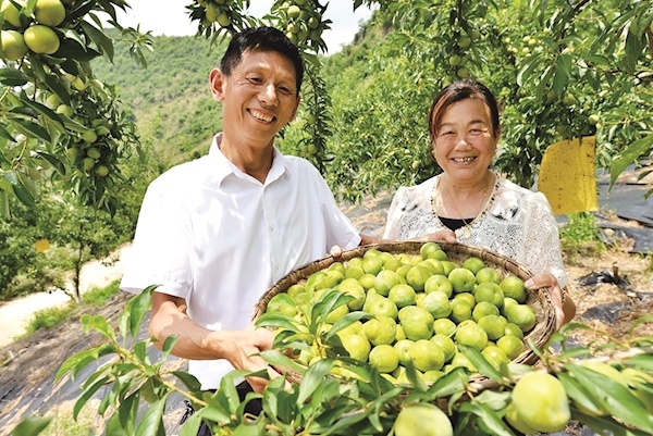 脆李压弯枝，竹山果农笑了