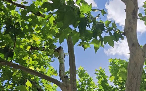 蝉在树上成群“飙尿”？专家：成分是水和微量糖，对人体无害