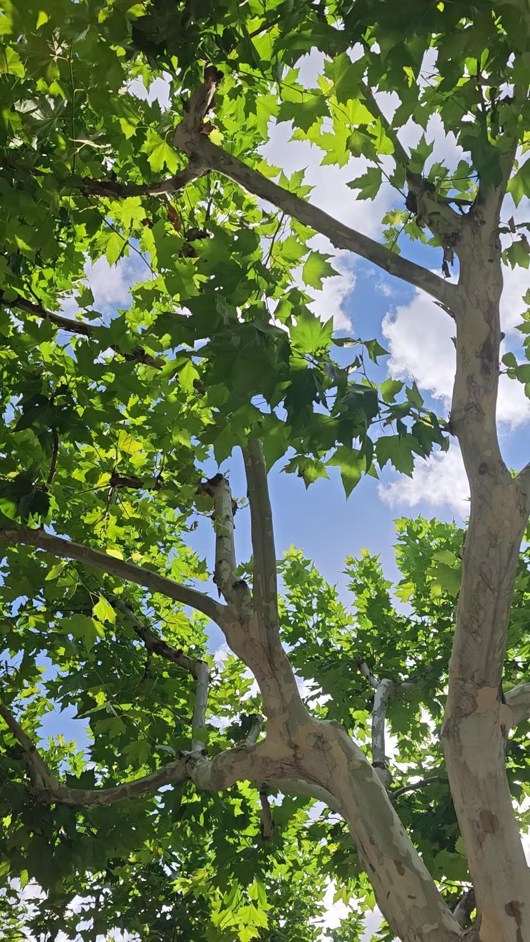 蝉在树上成群“飙尿”?专家:成分是水和微量糖,对人体无害