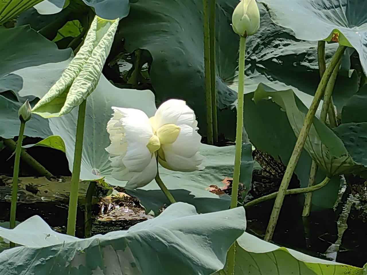 这株出现概率为十万分之一的花开了！青山区罕见并蒂莲今日完美绽放