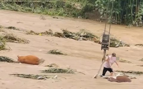 云南镇雄一地涨水两头牛被困河中央，牛主人请来吊机师傅将它们救起