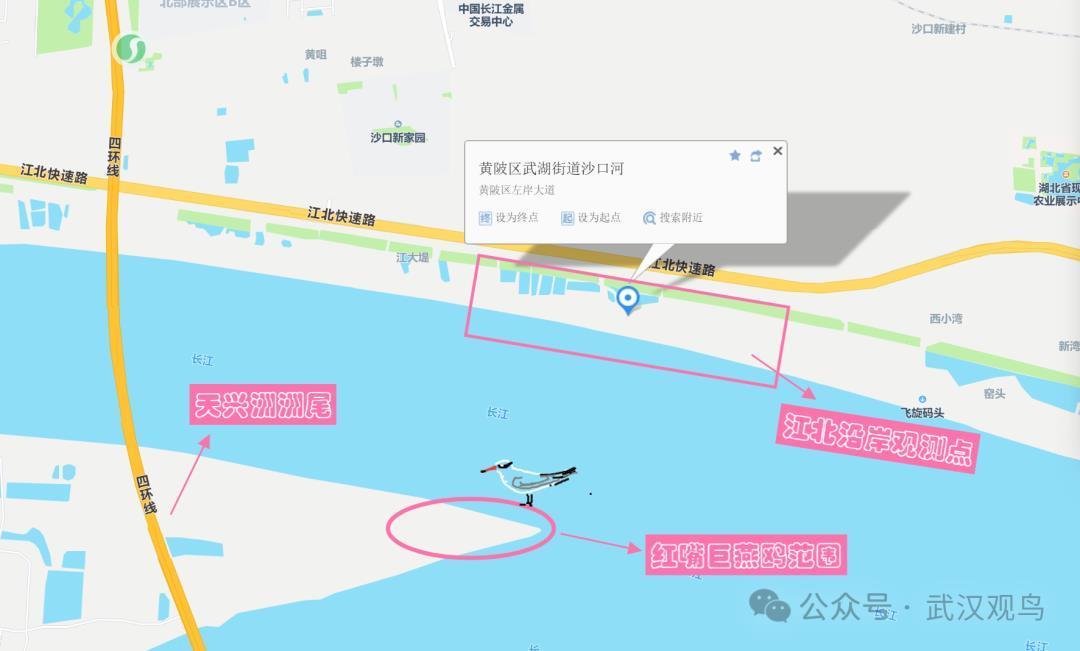 一年难见一次！世界最大燕鸥光临武汉天兴洲