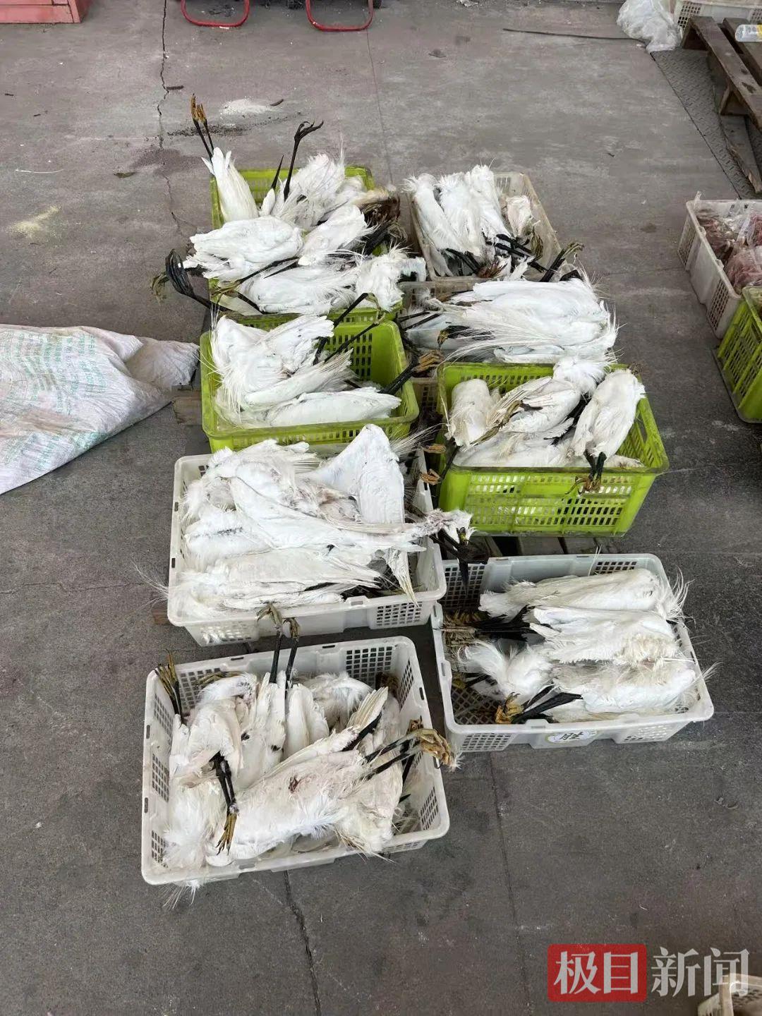 用浸泡过毒液的小鱼捕杀野鸟，现场烟头锁定嫌疑人，最终16人获刑！