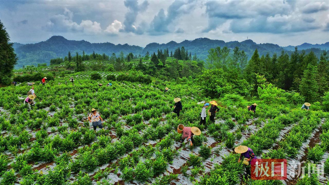 第三届来凤国际藤茶大会丨纳入医保！湖北中医药大学专家点赞来凤“长寿茶”