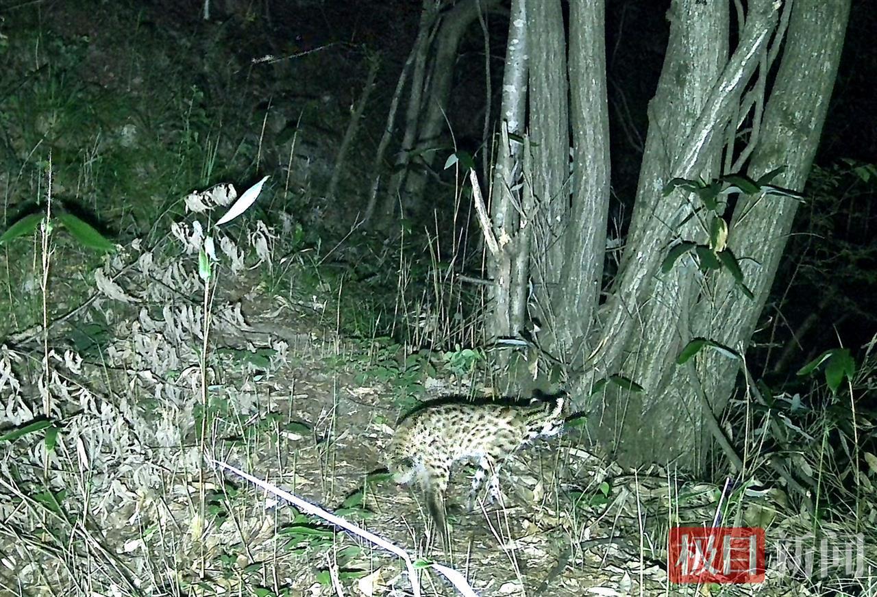 湖北九女峰：红外相机捕捉豹猫戏蝶瞬间