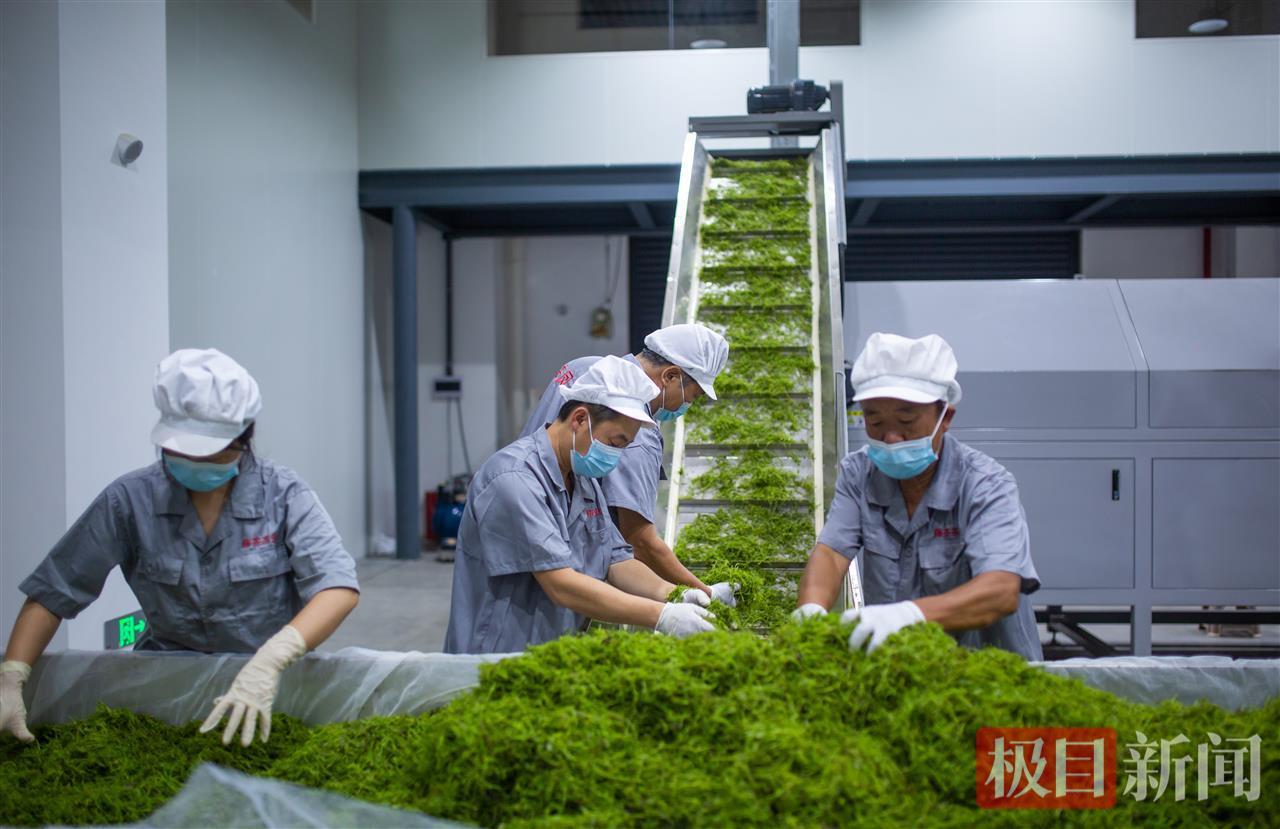 第三届来凤国际藤茶大会丨纳入医保！湖北中医药大学专家点赞来凤“长寿茶”