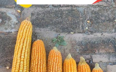 收了玉米再栽“花” 种植效益“涨”起来