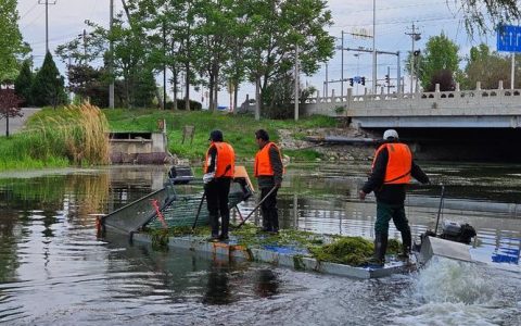 水草繁殖堵河道 清理河道保畅通